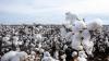 CottonConnect, Bangladesh partner to enhance cotton quality