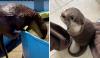 Meet Splash the Otter, Florida’s Newest Search and Rescue Team Member