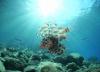 Tropical species are taking over the Mediterranean Sea