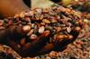 Ivory Coast cocoa grind down 31.2% year-on-year in July