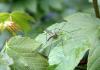 Jamaica Nuking Mosquitoes, Saving On Bug Spray.