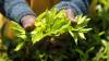 Kenya’s small-scale tea factories earn US$6.8M at Mombasa auction 