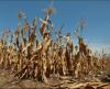 LESOTHO GETS DROUGHT INSURANCE PAYOUT 