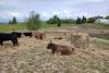 An inspirational Baltic trip to see Lithuanian nature-friendly farming in action