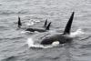 New fat-loving PFAS found in killer whale blubber raise fresh concerns about ocean pollution