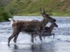 Predator control in Alaska is a tool, not a war