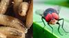 Belize Is the Last to Report a Human Screwworm Case