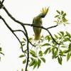 HK scientist puts hope in nest boxes to save endangered cockatoos