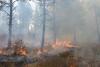 Idaho Wildfire Experts Available for Interviews