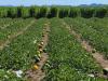 Success in Irrigated Agriculture: Results from a Field Experiment