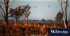 ‘Calamity of compounding errors’ cuts off environmental flows in Murray-Darling Basin