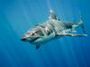 Unlocking The Mystery Of Mediterranean White Sharks Through Citizen Science