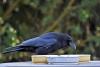 Are crows really street smart? Science confirms the genius of corvids (commentary)