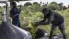 Comoros: Push to turn ylang-ylang distillation to greener practices