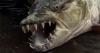 Brit catches terrifying rare Congo fish - and it's known to attack crocodiles