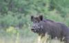 Estonia to buy hunters thermal imaging drones to rein in ASF outbreak