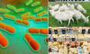 French listeria outbreak which has already killed two could have spread to UK, European health officials warn