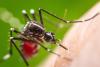 How a Réunion Island outbreak sparked France’s record chikungunya season