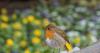 Gardeners can keep Robins thriving with this one food in August
