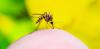 Chikungunya: what UK travellers should know about this mosquito-borne virus