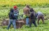 Seasonal migrant labor has been a cornerstone of U.S. agriculture