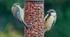 Gardeners asked to put one food out for birds that doesn't cost the earth