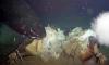 Scientists put a dead cow on the deep ocean floor and filmed something very unexpected