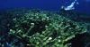 Coral scientists wary amid steamy summer temperatures