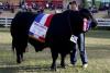 Record bull auction bolsters Argentina's status in Brangus production