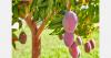 Spain forecasts 40,000-ton mango harvest in Malaga