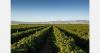 New grape marketers across Egypt, Chile and Italy help expand network