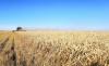 Kazakhstan Ships Grain to Europe via Estonian Port