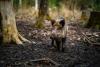 Estonia to buy drones for hunters to curb swine fever