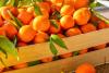 Agricultural exports doing well so far despite US tariffs – but farmers dread next season