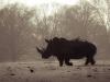 Can Tech Turn the Tide on Wildlife Crime?