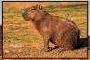 Is it legal to own a capybara in Arizona?