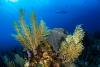 Belize project seeks out heat-resilient corals to protect its reefs