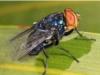 Belize confirms its first human case of new world screwworm