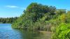 Invasive Brazilian peppertrees cover 700,000 acres across Florida — about the same space as Rhode Island