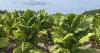 Erin: Agriculture community aided by temporary changes