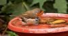 Gardeners told to leave one food item out to give robins much needed help
