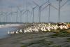Respite, for now, for bird migration hotspot at heart of Sri Lanka’s wind power dispute