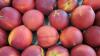 A fifth-generation Georgia peach farmer keeps the family business alive
