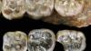 Ethiopian fossils uncover new species in human lineage