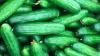 Not All Pickles Need Vinegar: How Hungarian Sun Pickles Do Things A Little Differently
