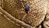 VIDEO: Ticks causing agonising deaths are spreading in Hungary