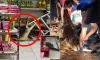 Crocodile sparks panic as it rampages through supermarket in Indonesia