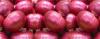 Tabora Region onion glut holds Dar prices