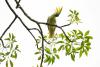 HK scientist hopes nests will save cockatoos