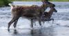 Opinion: A harder look at Alaska’s predator-control claims